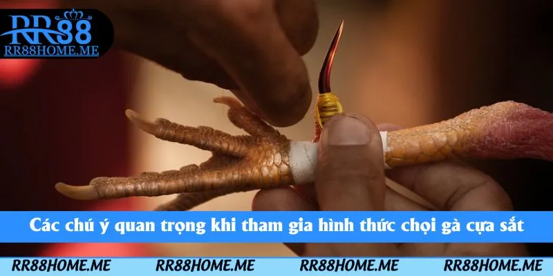 Đá Gà Cựa Sắt RR88 - Thể Loại Chọi Kê Kịch Tính Nên Tham Gia 4 Các chú ý quan trọng khi tham gia hình thức chọi gà cựa sắt