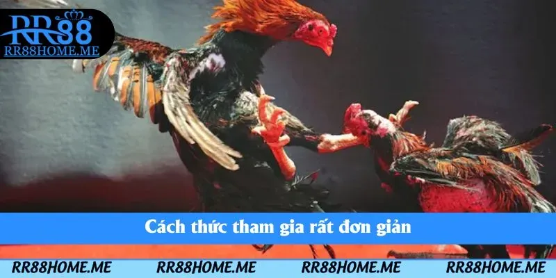 Đá Gà Online RR88 - Đấu Trường Chọi Gà Ngay Trên Điện Thoại 4 Cách thức tham gia rất đơn giản