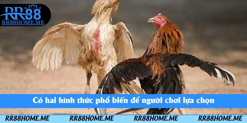 Đá Gà Cựa Sắt RR88 - Thể Loại Chọi Kê Kịch Tính Nên Tham Gia 2 Có hai hình thức phổ biến để người chơi lựa chọn