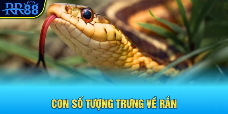 Mơ Thấy Con Rắn Đánh Gì? Khám Phá Con Số May Mắn Ngay 2 Con số tượng trưng về rắn