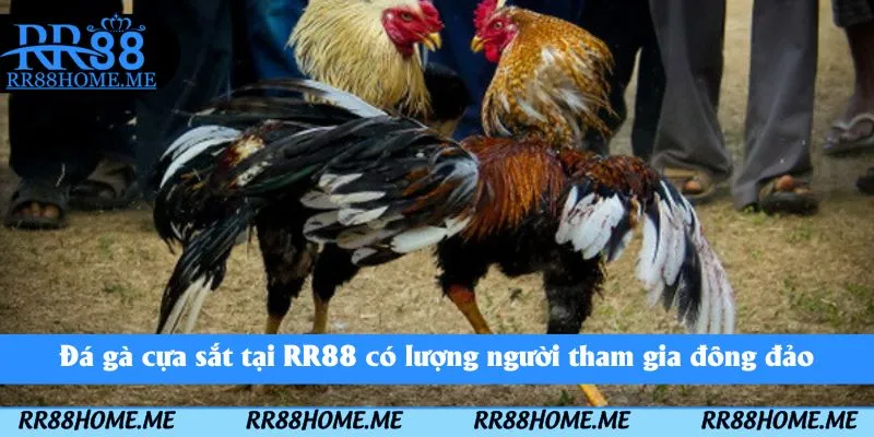 Đá Gà Cựa Sắt RR88 - Thể Loại Chọi Kê Kịch Tính Nên Tham Gia 1 Đá gà cựa sắt tại RR88 có lượng người tham gia đông đảo