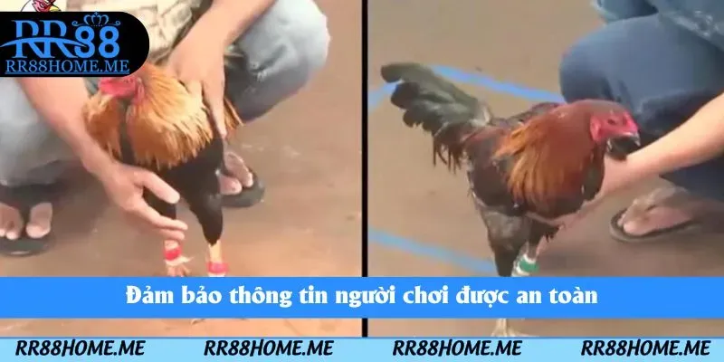 Đá Gà Online RR88 - Đấu Trường Chọi Gà Ngay Trên Điện Thoại 3 Đảm bảo thông tin người chơi được an toàn