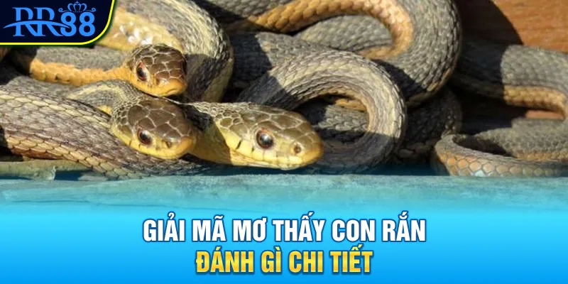 Mơ Thấy Con Rắn Đánh Gì? Khám Phá Con Số May Mắn Ngay 3 Giải mã mơ thấy con rắn đánh gì chi tiết