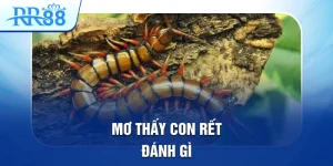 Mơ Thấy Con Rết Đánh Gì Để Có Thể Trúng Lớn Tại RR88 4 mơ thấy con rết đánh gì