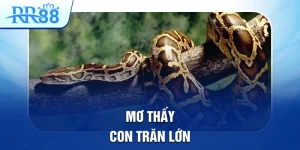 Mơ Thấy Con Trăn Lớn Tiết Lộ Những Cầu Lô Đẹp Tại RR88 5 mơ thấy con trăn lớn