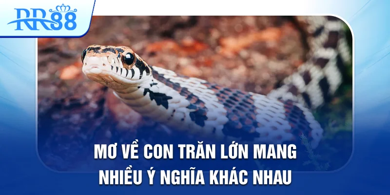 Mơ Thấy Con Trăn Lớn Tiết Lộ Những Cầu Lô Đẹp Tại RR88 1 Mơ về con trăn lớn mang nhiều ý nghĩa khác nhau