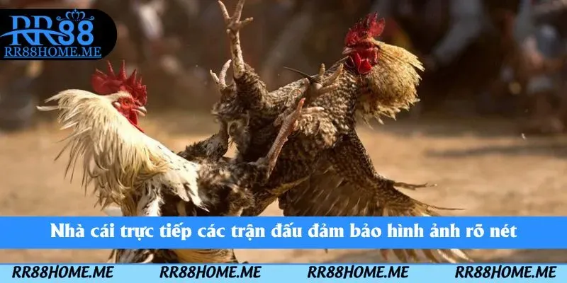 Đá Gà Online RR88 - Đấu Trường Chọi Gà Ngay Trên Điện Thoại 2 Nhà cái trực tiếp các trận đấu đảm bảo hình ảnh rõ nét
