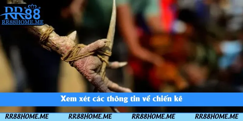 Đá Gà Cựa Sắt RR88 - Thể Loại Chọi Kê Kịch Tính Nên Tham Gia 3 Xem xét các thông tin về chiến kê