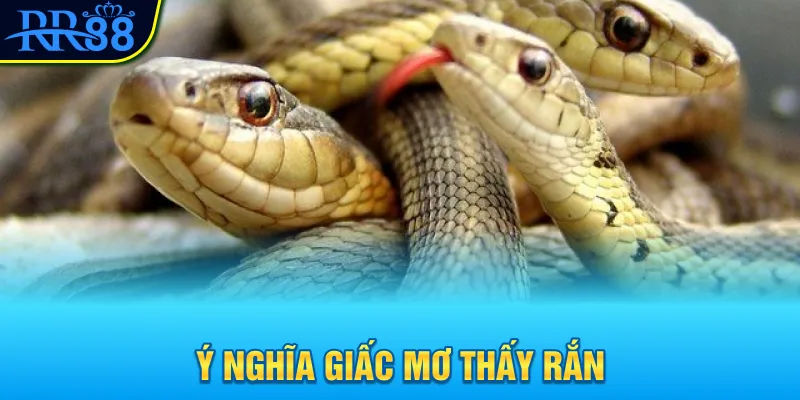 Mơ Thấy Con Rắn Đánh Gì? Khám Phá Con Số May Mắn Ngay 1 Ý nghĩa giấc mơ thấy rắn